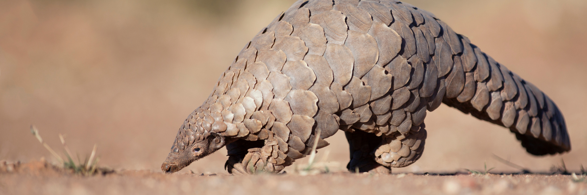 Philippine Pangolin (Manis Culionensis)