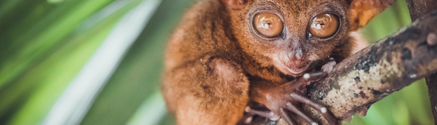 Siau Island Tarsier (Tarsius Tumpara)