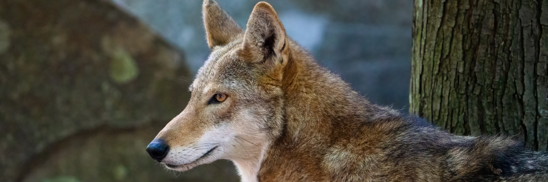 Red Wolf (Canis Rufus)