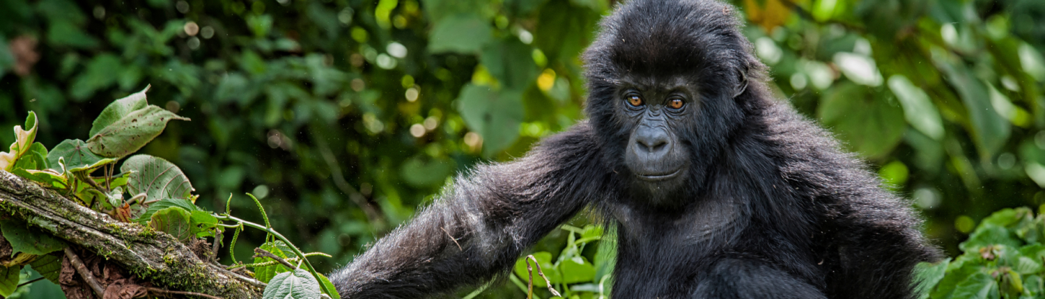 Eastern Gorilla (Gorilla Beringei)