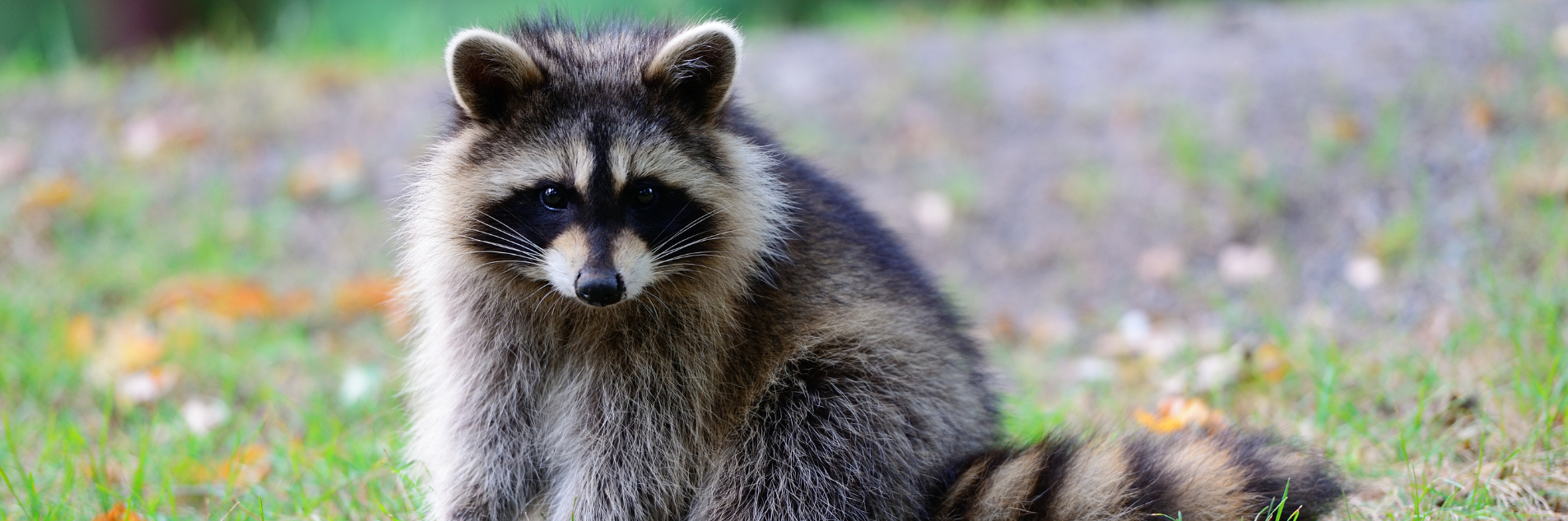 Pygmy Raccoon (Procyon Pygmaeus)