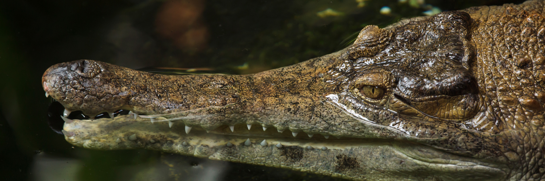 Slender-snouted Crocodile (Mecistops Cataphractus)