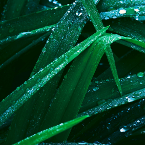 Serve the Animals Summit